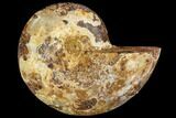 Sliced, Agatized Ammonite Fossil (half) - Jurassic #110740-1